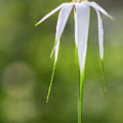 White-topped Sedge Wildflower In The Croatan National Forest Art Print