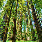 Up Into The California Redwoods Ap 120 Art Print