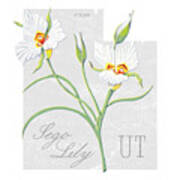 Utah State Flower Sego Lily Art By Jen Montgomery Art Print