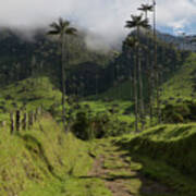 Valle Del Cocora Salento Quindio Colombia Art Print