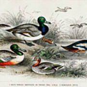 Various Ducks Art Print