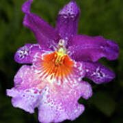 Vibrant Orchid Flower Art Print
