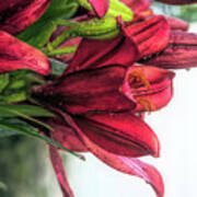 Vibrant Red Asiatic Lilies Art Print