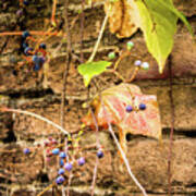 Vine And Berries On Brick Wall Art Print