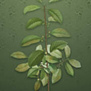 Vintage Alder Buckthorn Botanical Art On Lunar Green Pattern N.0840 Art Print