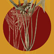 Vintage Botanical Arrowhead On Circle Red On Yellow Art Print