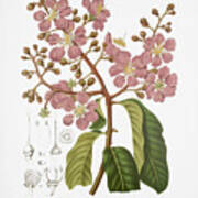 Vintage Botanical Illustrations - Giant Crepe-myrtle Tree Art Print