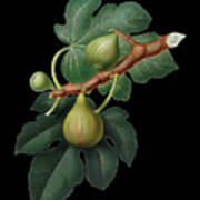 Vintage Fig Botanical Art On Solid Black N.0295 Art Print