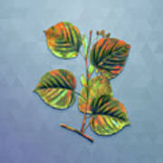 Vintage Linden Tree Branch Botanical Art On Summer Song Blue N.0510 Art Print