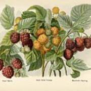 Vintage  Of Raspberry Digitally Art Print