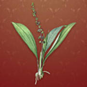 Vintage Peliosanthes Teta Botanical Art On Falu Red Pattern N.4004 Art Print