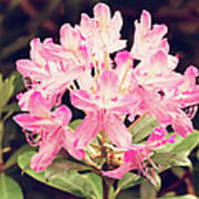 Vintage Pink Rhododendron Art Print