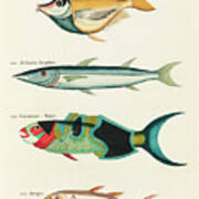 Vintage, Whimsical Fish And Marine Life Illustration By Louis Renard - Bazuin, Allualu Brochet Art Print