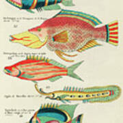 Vintage, Whimsical Fish And Marine Life Illustration By Louis Renard - Blauwe Staar, Le Trompeur Art Print