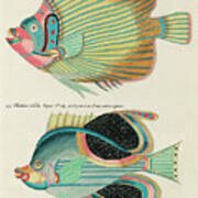 Vintage, Whimsical Fish And Marine Life Illustration By Louis Renard - Empereur Du Japon, Chietse Art Print
