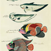Vintage, Whimsical Fish And Marine Life Illustration By Louis Renard - Sardine, Douwing Admiral Art Print