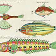 Vintage, Whimsical Fish And Marine Life Illustration By Louis Renard - Sea Dragon, De Bonte Jager Art Print