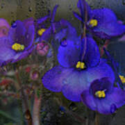 Violets In A Window Art Print