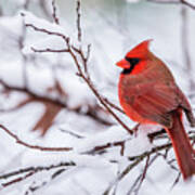 Virginia Cardinal On A Snowy Day Art Print