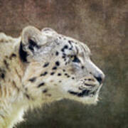 Watchful And Alert Adult Snow Leopard, Panthera Uncia, Side Prof Art Print