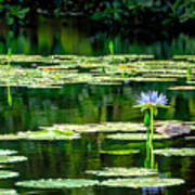 Water Lilies Warming In The Sun Art Print