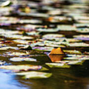 Water Lilies In Autumn Art Print