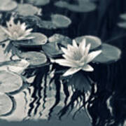 Water Lily Art Print