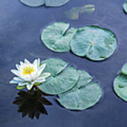 Water Lily Named For A Nymph Art Print