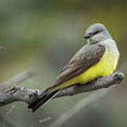 Western Kingbird 7567 Art Print