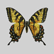 Western Tiger Swallowtail Art Print