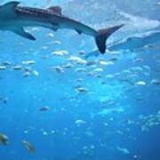 Whale Shark In Giant Aquarium Tank Art Print