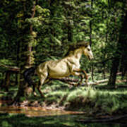 Whisper Of A Dream - Horse Art Art Print