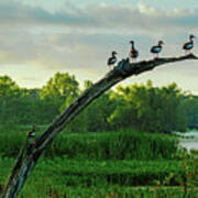 Whistling Ducks Greet The Morning At Elm Lake Art Print