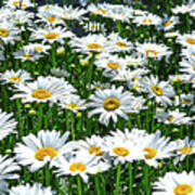 White And Yellow Flowers In A Field Art Print