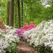 White Azaleas In The Forest Art Print