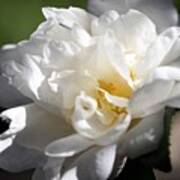 White Camellia Iii Art Print