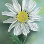 White Daisy Flower With Yellow Eye Art Print