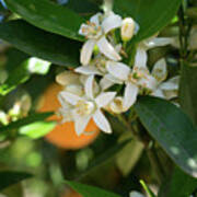White Orange Blossoms And Leaves In Spring Art Print