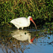 White Ibis And Its Reflection Art Print