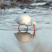 White Ibis Reflection Art Print