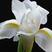 White Iris Flower Art Print