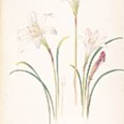 White Lilies Margaret Neil Art Print