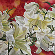 White Lilies With Red Art Print