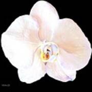 White Orchid  Intimacy Art Print