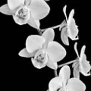 White Orchids On Black Art Print
