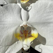 White Orchids Yellow Center Art Print