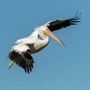 White Pelican Coming In For A Landing 2020-2 Art Print