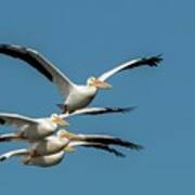 White Pelicans In Flight Art Print