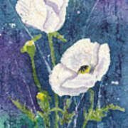 White Poppies In An Evening Garden Art Print