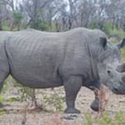 White Rhino South Africa Art Print